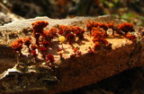 Metatrichia vesparium image