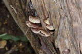 Melanotus horizontalis image