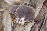 Melanotus horizontalis image