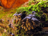 Xylobolus frustulatus image