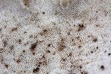 Auriscalpium villipes image