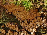 Xylobolus frustulatus image