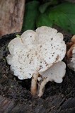 Auriscalpium villipes image