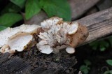 Auriscalpium villipes image