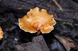 Polyporus leptocephalus image