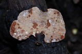 Polyporus leptocephalus image