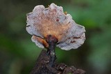 Polyporus leptocephalus image