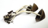 Psathyrella longipes image
