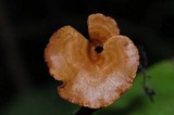 Polyporus leptocephalus image