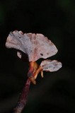 Polyporus leptocephalus image