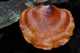 Polyporus leptocephalus image