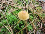 Galerina pumila image