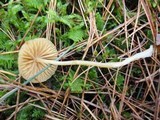Galerina pumila image