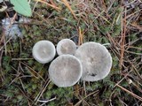 Cantharellula umbonata image