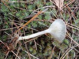 Cantharellula umbonata image
