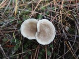 Cantharellula umbonata image
