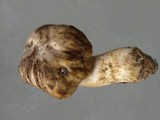 Cortinarius pinguis image