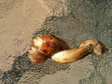 Cortinarius pinguis image