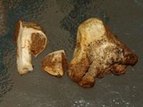 Cortinarius pinguis image