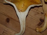 Cantharellus formosus image
