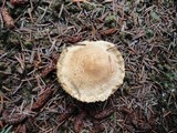 Tricholoma vaccinum image