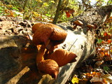 Phaeolepiota aurea image