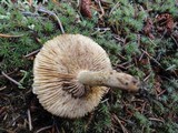 Tricholoma vaccinum image