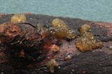 Dacrymyces capitatus image