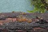 Dacrymyces capitatus image