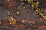 Dacrymyces capitatus image