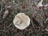 Hygrophorus agathosmus image