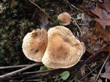 Tricholoma vaccinum image