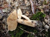 Tricholoma vaccinum image