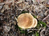 Tricholoma vaccinum image