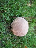 Lycoperdon utriforme image
