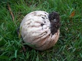 Lycoperdon utriforme image