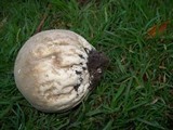 Lycoperdon utriforme image