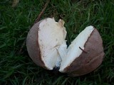 Lycoperdon utriforme image