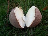 Lycoperdon utriforme image