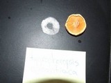 Hygrophoropsis aurantiaca image