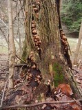 Armillaria solidipes image