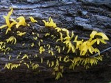 Calocera cornea image