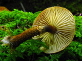 Cystodermella granulosa image