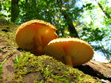 Leucopholiota decorosa image