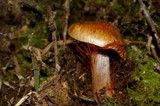 Cortinarius minoscaurus image