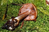 Cortinarius minoscaurus image