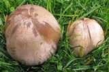 Coprinopsis romagnesiana image