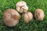 Coprinopsis romagnesiana image