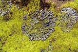Peltigera polydactylon image