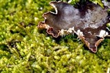 Peltigera polydactylon image